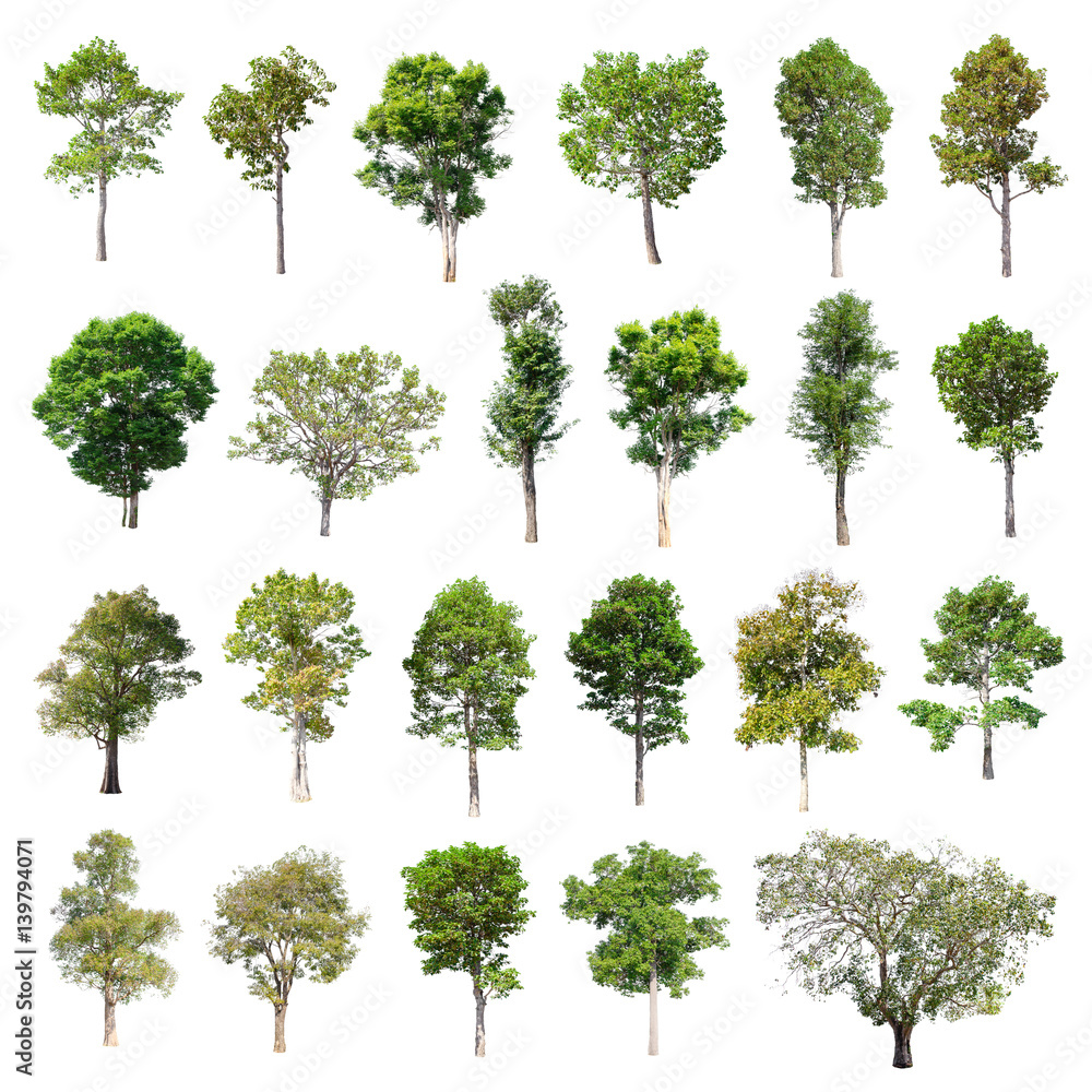 Isolated Trees on white background , The collection of trees. Isolated Trees on white background , The collection of trees.