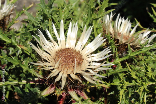 "Stemless Carline Thistle" (or Dwarf Carline Thistle, Silver Thistle) in St. Gallen, Switzerland. Its Latin name is Carlina Acaulis, native to southern Europe.