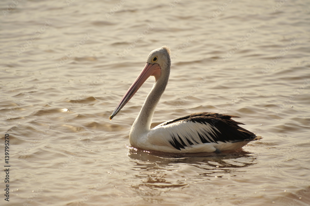 Pelican Pelican