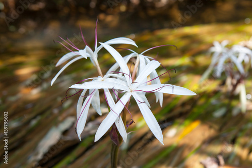 Rare Crinum thaianum or water lily or Water onion