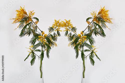 Mimosa on a white background . Abstract image.