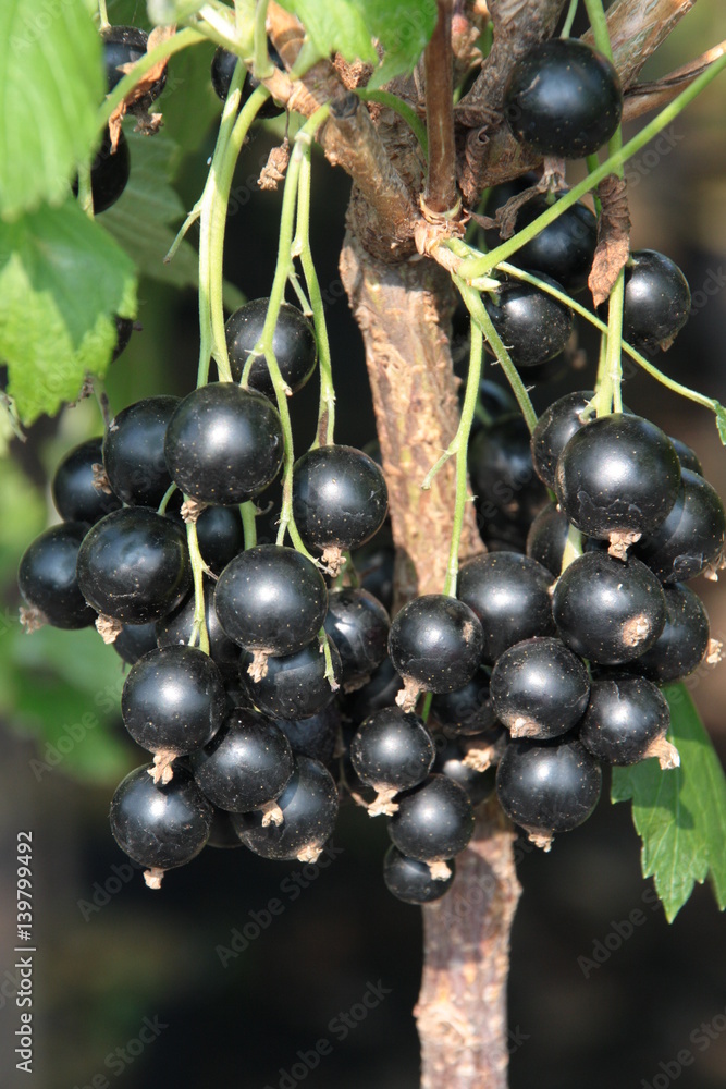 Schwarze Johannisbeere Silvergieters Schwarze Schwarze Johannisbeere Silvergieters Schwarze