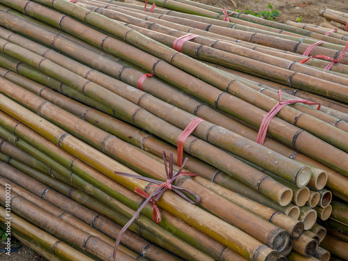 Stems of bamboo trees