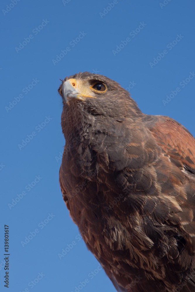 Red tailed hawk Red tailed hawk