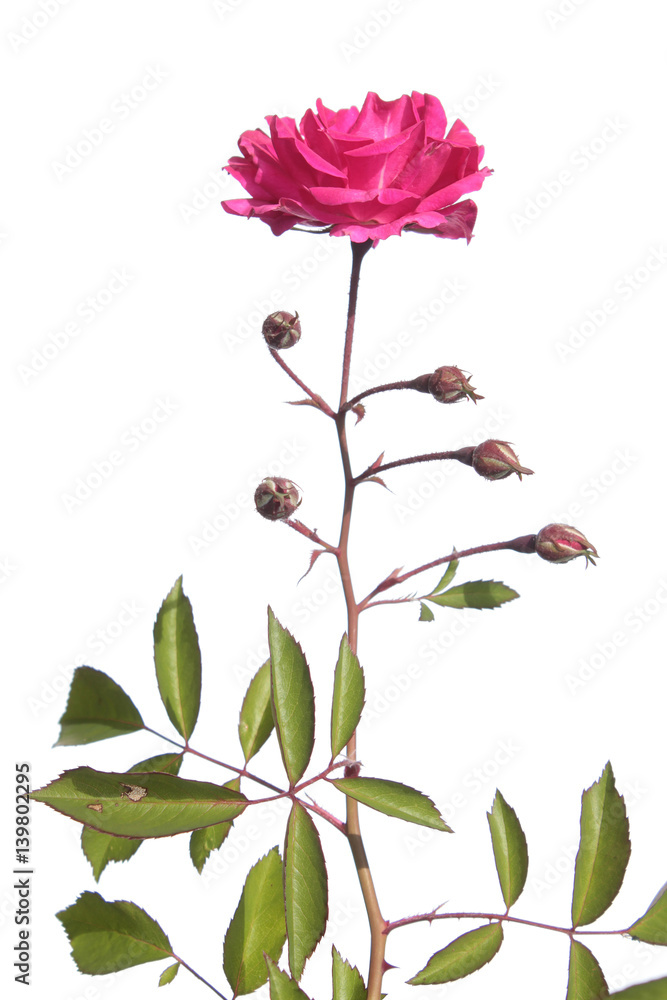 Rose with buds isolated on white background