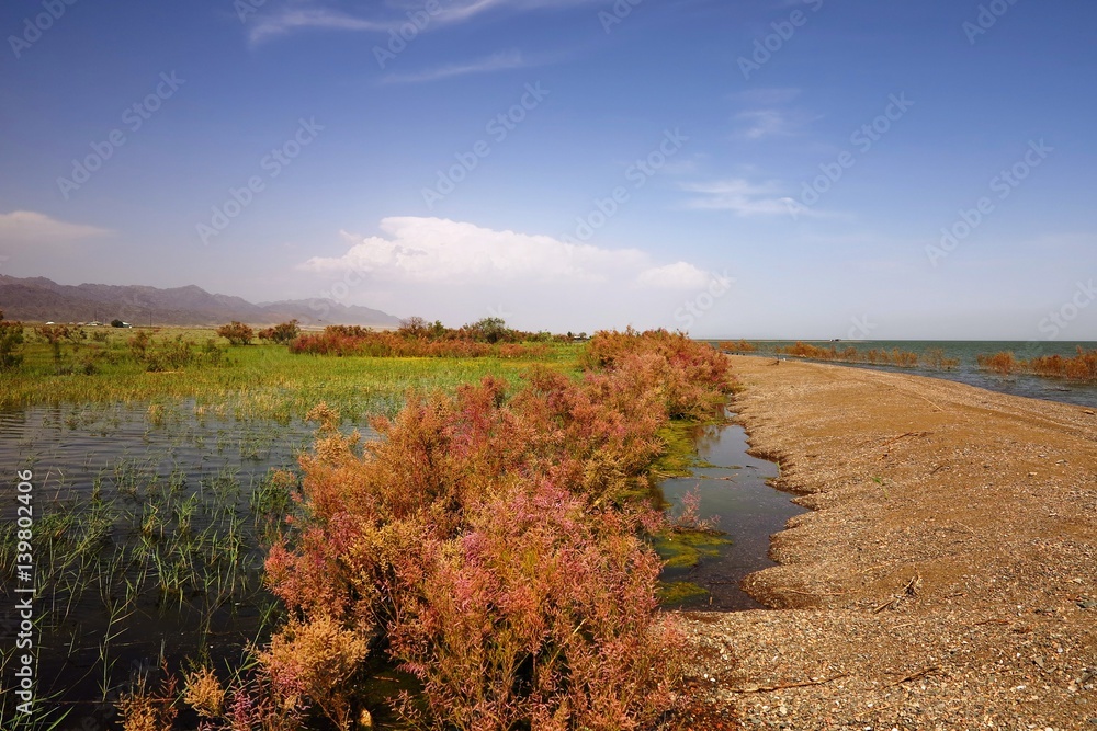 Obraz premium Blossoming marsh in the steppes of Kazakhstan