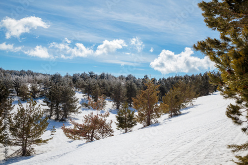 Winter Mountain Landscape with Snow Pine Tree Sky Cloud