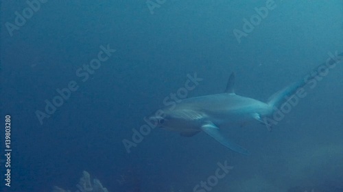 Wallpaper Mural Увлекательные подводные погружения с лисьими акулами трешерами на 40-метровой глубине у острова Малапаскуа Филиппинского архипелага.  Torontodigital.ca