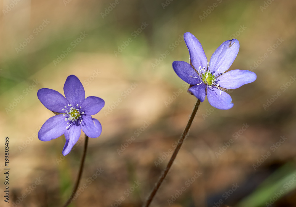 Common hepatica groming wild in the forest in spring. Common hepatica groming wild in the forest in spring.