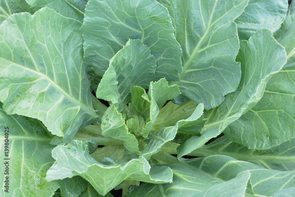 Close-up of fresh cabbage in the garden, use for cooking or backdrop design. Close-up of fresh cabbage in the garden, use for cooking or backdrop design.