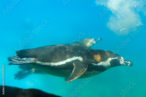 Bird penguin floating under the water in the pool. Image of a diving bird