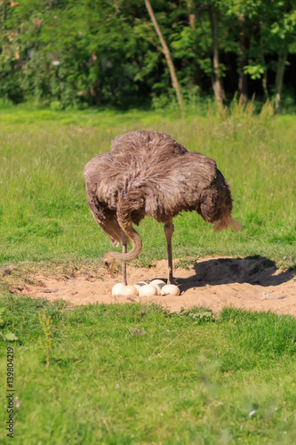 An adult ostrich stands at its nest with eggs on a background of green grass. A large gray bird. Exotic bird