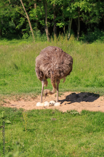 An adult ostrich stands at its nest with eggs on a background of green grass. A large gray bird. Exotic bird