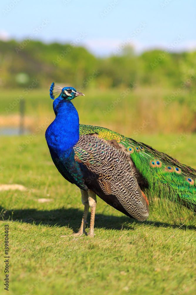 Obraz premium Male peacock in the garden on a background of grass in the summer afternoon. Exotic bird