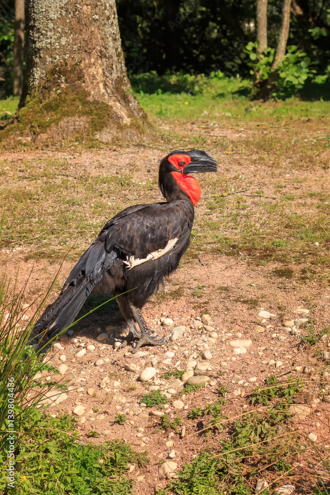 Obraz premium Exotic bird in the park.