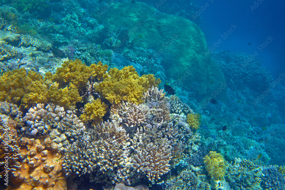 Obraz premium coral reef