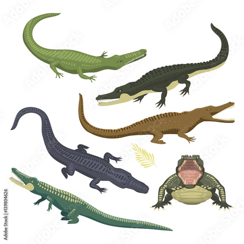 Cartoon green crocodile danger predator and australian wildlife river reptile carnivore alligator with scales teeth flat vector illustration. © partyvector
