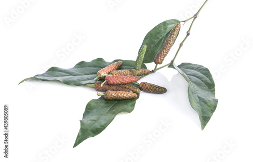 Long pepper or Pipli or Dipli (Piper longum) isolated on white background photo