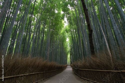 The bamboo forest in Arashiyama