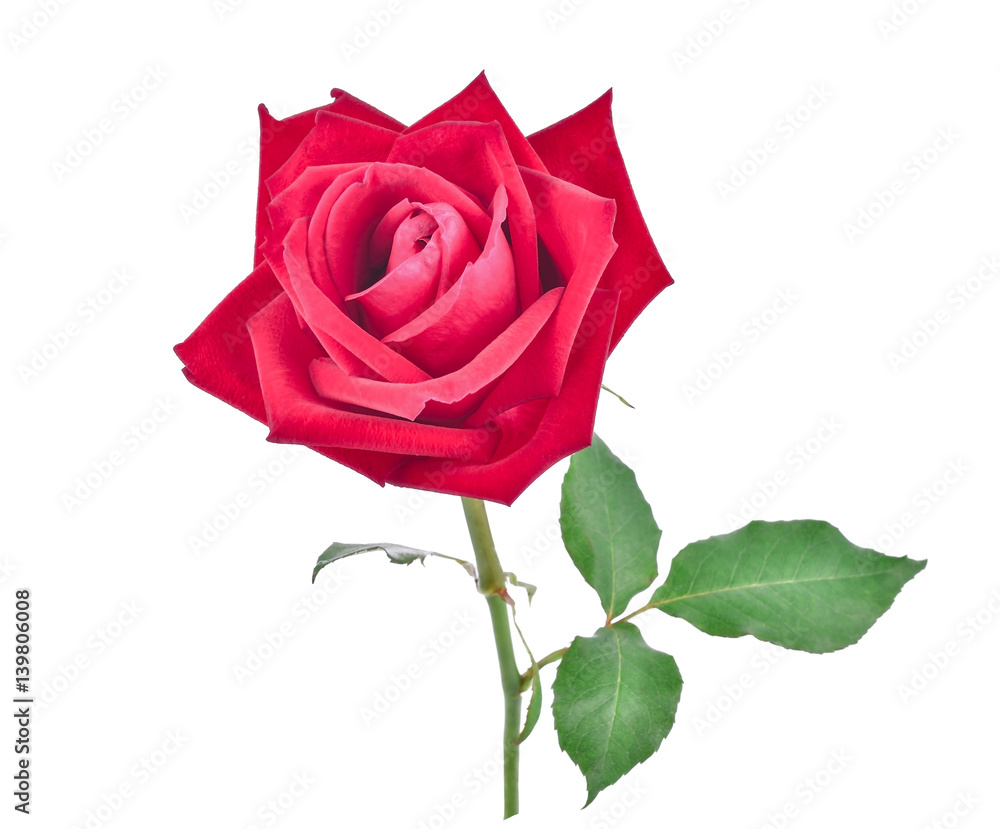 red rose isolated on white background red rose isolated on white background
