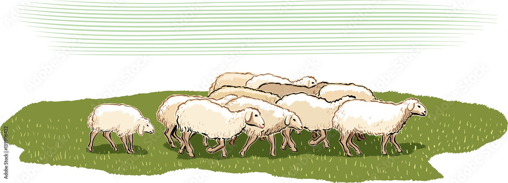 Flock of sheep in a meadow.