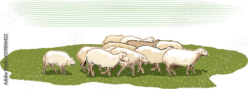 Obraz na płótnie Flock of sheep in a meadow. w salonie