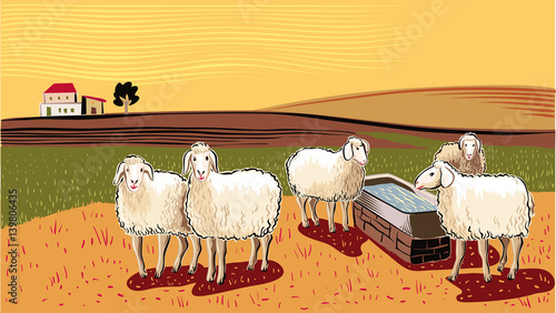 Sheep near watering hole, in a landscape