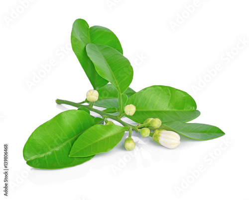 grapefruit flowers and leaves isolated on white background