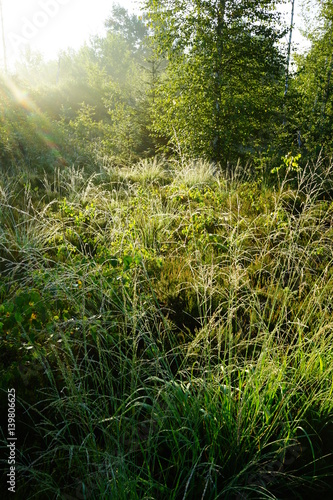 moor, wenger moor, salzburg, austria photo