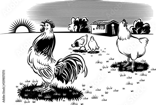 Rooster and hens in an open meadow at dawn.