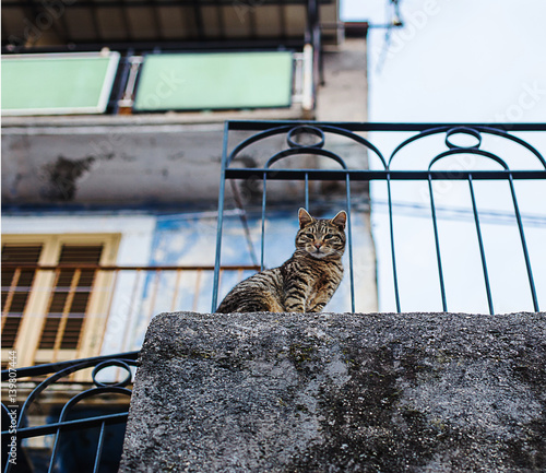 stray cat in vintage architectural urban background photo