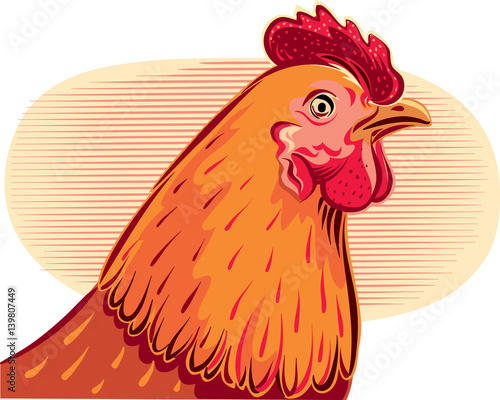 Contour chicken head, closeup