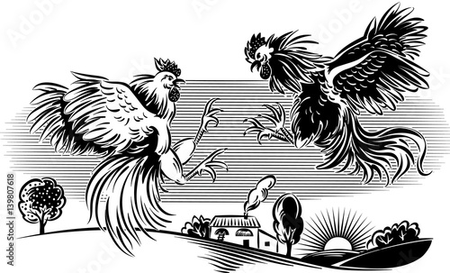 Two cocks facing each other in a fight.