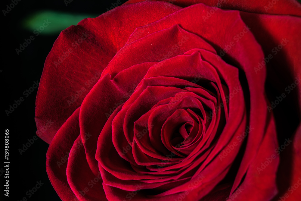blomming flower of a red rose closeup on black background blomming flower of a red rose closeup on black background
