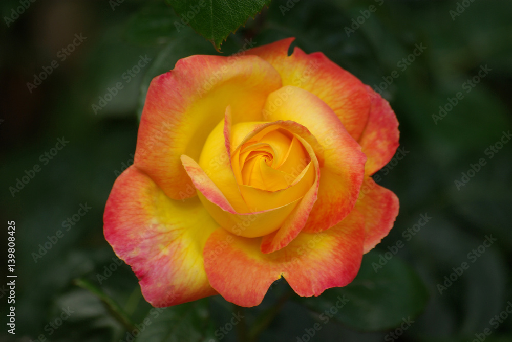 Rose jaune-orangé au jardin au printemps Rose jaune-orangé au jardin au printemps