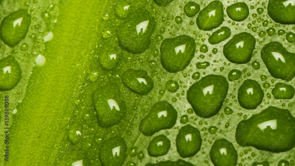 Waterdrops on leaf - macro slide