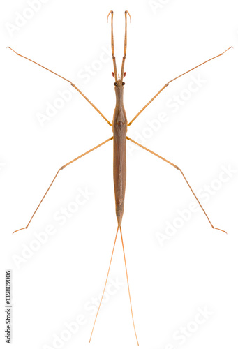 Waterscorpion needle bug Ranatra linearis or water stick insect isolated on white background, dorsal view of insect.