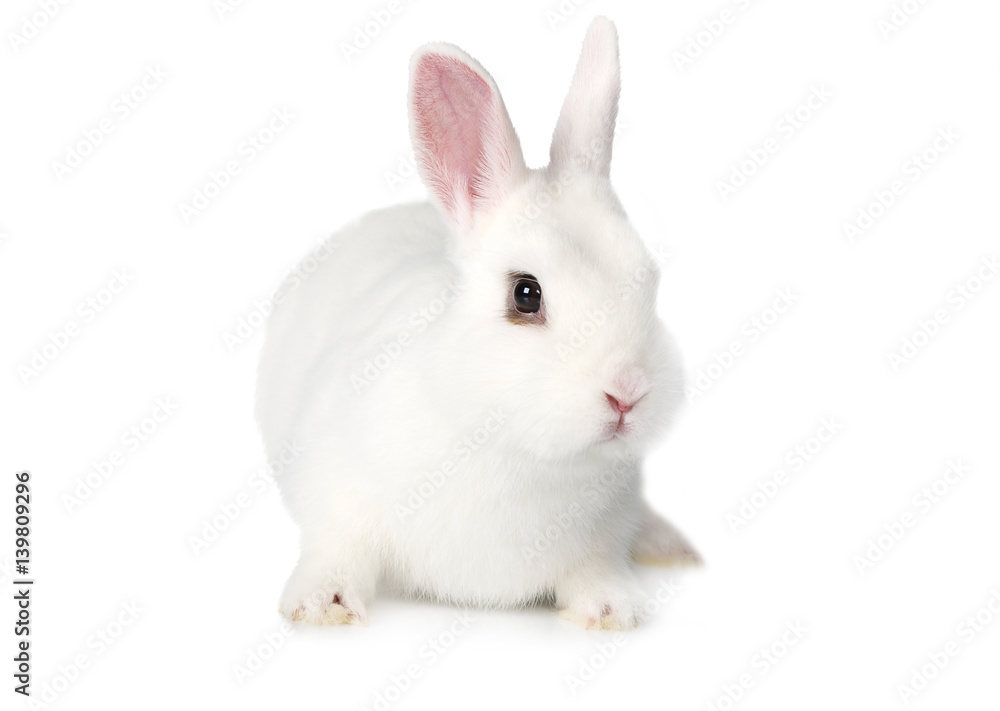 White fluffy Bunny over white White fluffy Bunny over white