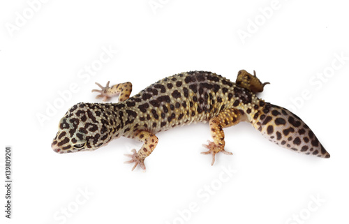 The leopard gecko isolated on a white