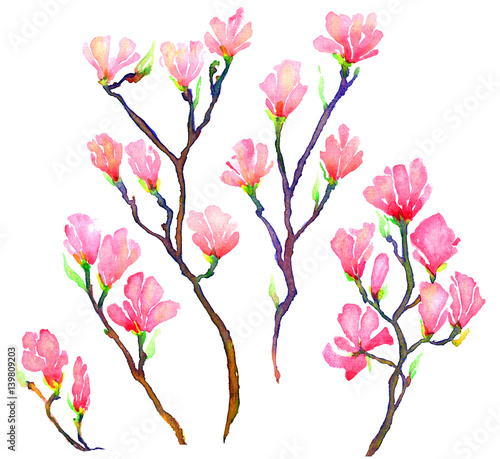 Pink magnolia branches set isolated, hand painted watercolor illustration