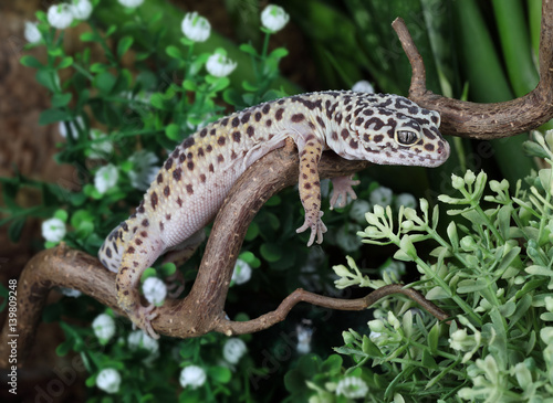 Bilde på lerret The leopard gecko (Eublepharis)