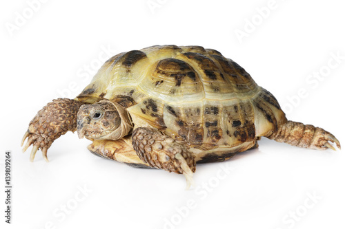 Tortoise over white