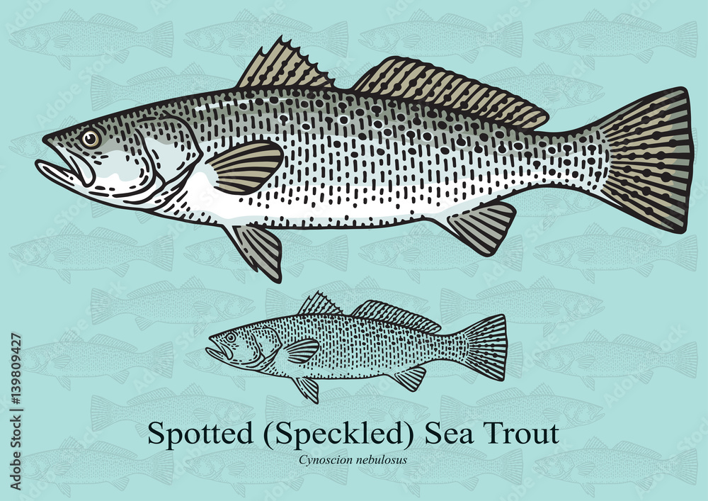 Naklejka premium Spotted Sea Trout. Vector illustration for artwork in small sizes. Suitable for graphic and packaging design, educational examples, web, etc.