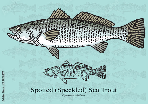 Spotted Sea Trout. Vector illustration for artwork in small sizes. Suitable for graphic and packaging design, educational examples, web, etc.