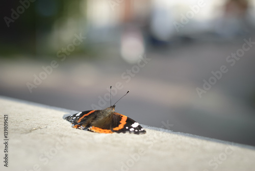 Red Admiral Butterfly Netherlands in urban city scene