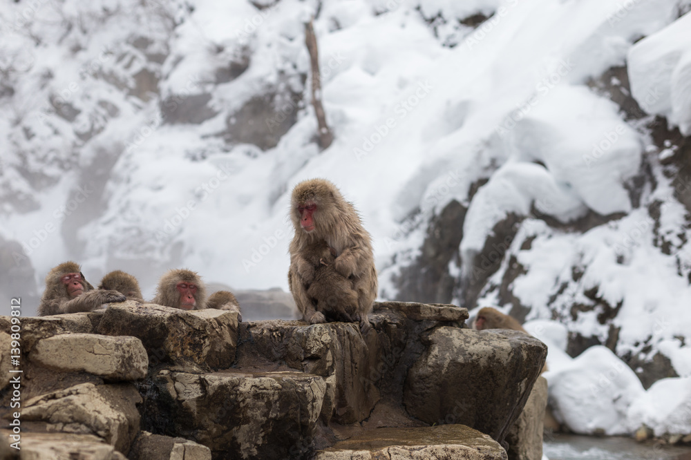 Obraz premium Snow Monkeys
