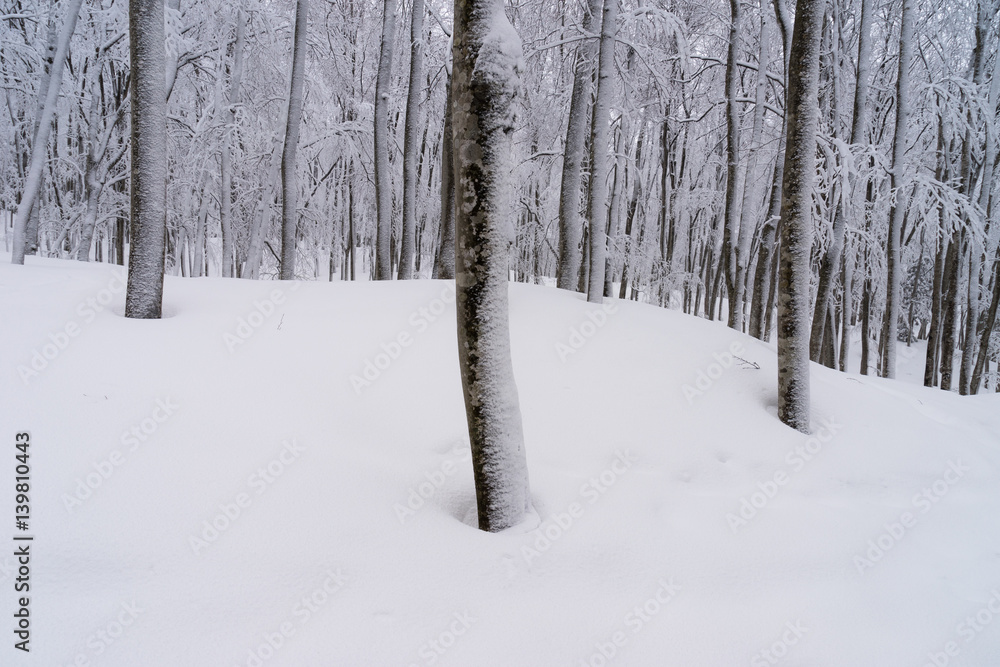 Fototapeta premium 雪化粧したブナ林