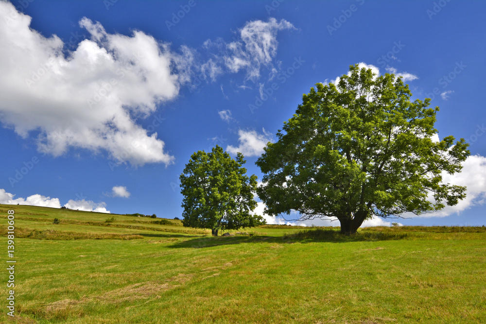 trees in rural area on beautiful summer day trees in rural area on beautiful summer day