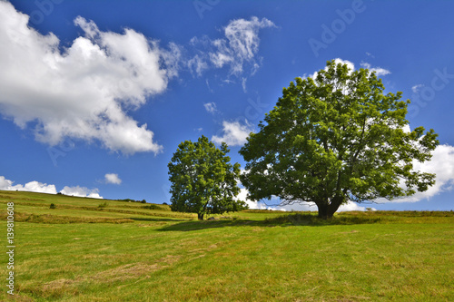 trees in rural area on beautiful summer day