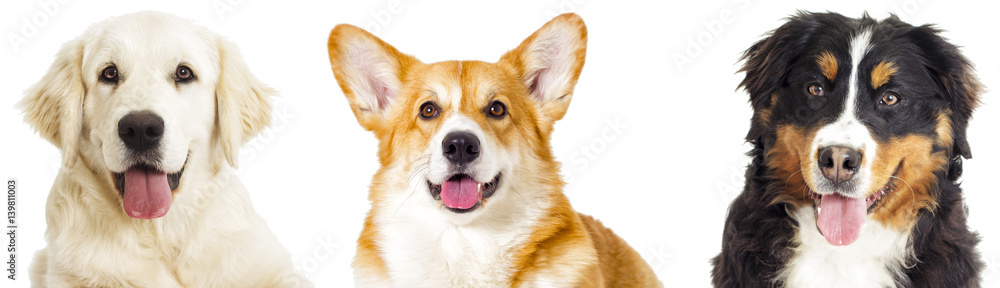 Portrait of a dog looking at the camera on a white background Portrait of a dog looking at the camera on a white background